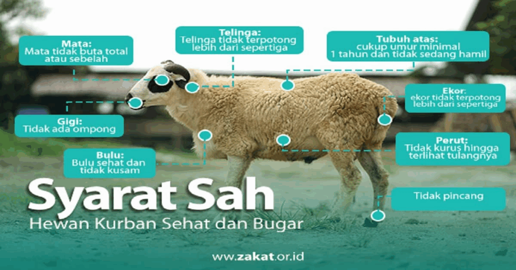 binatang kurban sehat