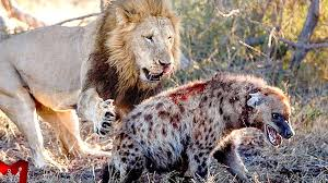 Singa Makan Daging Hyena